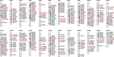 Development and applications of chromosome-specific cytogenetic BAC-FISH probes in Larimichthys crocea